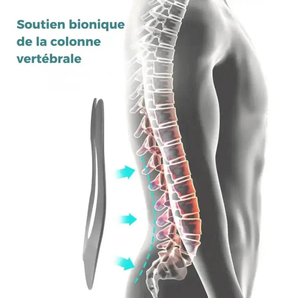 Ceinture Lombaire colonne vertébrale